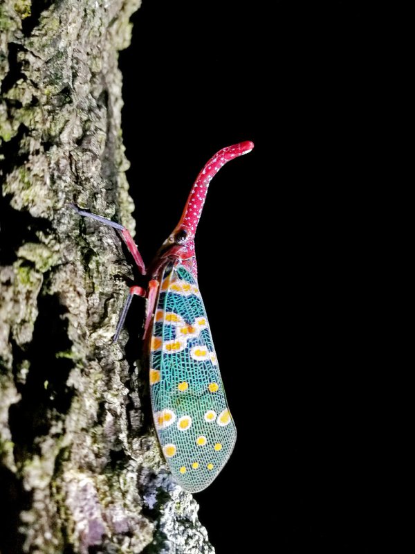 策略资本 这盘“美味”已放倒多人! 广西一男子吃了8只龙眼鸡后休克! 紧急提醒